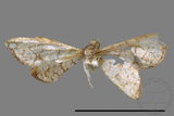 ǦW:Hypolamprus sp.