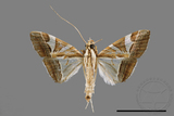 ǦW:Glyphodes itysalis