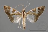 ǦW:Glyphodes itysalis