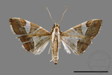 ǦW:Glyphodes itysalis