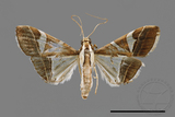 ǦW:Glyphodes itysalis