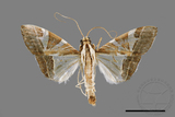 ǦW:Glyphodes itysalis