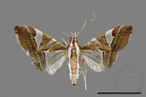 ǦW:Glyphodes itysalis