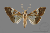 ǦW:Glyphodes itysalis