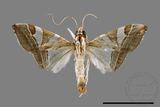 ǦW:Glyphodes itysalis