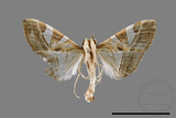 ǦW:Glyphodes itysalis