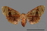 ǦW:Hypolamprus sp.