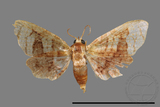 ǦW:Hypolamprus sp.