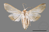 ǦW:Cirrhochrista spissalis