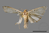 ǦW:Tyspanodes hypsalis