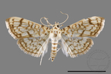 ǦW:Haritalodes derogatus