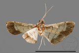 ئW:ŲwCrambidae