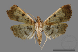 ǦW:Ceratarcha umbrosa