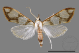 ǦW:Cirrhochrista fuscusa