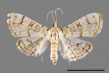 ǦW:Haritalodes derogatus