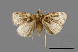 ǦW:Orthaga oliyacea