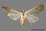 ǦW:Cirrhochrista spissalis