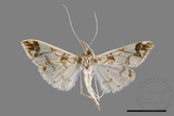 ǦW:Polythlipta divaricata