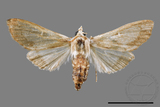 ǦW:Cirrhochrista spissalis