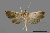 ǦW:Ceratarcha umbrosa