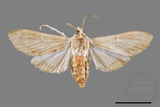 ǦW:Cirrhochrista spissalis