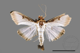 ǦW:Sisyrophora pfeifferae