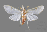 ǦW:Cirrhochrista spinuella