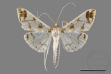 ǦW:Polythlipta divaricata