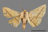 ǦW:Pyralioides aurea