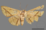 ǦW:Pyralioides aurea