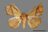 ǦW:Pyralioides aurea