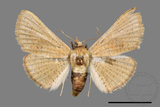 ǦW:Banisia owadai