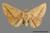 ǦW:Pyralioides aurea