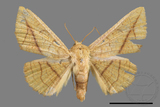 ǦW:Pyralioides aurea