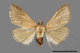 ǦW:Banisia owadai