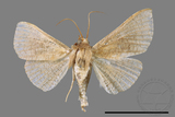 ǦW:Banisia owadai