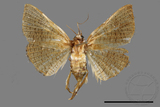 ǦW:Banisia owadai