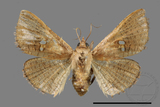 ǦW:Banisia owadai