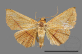 ǦW:Striglina sp.