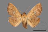 ǦW:Banisia fenestrifera