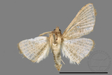 ǦW:Banisia owadai