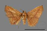 ǦW:Striglina sp.