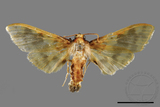 ǦW:Pachynoa thoosalis