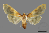 ǦW:Pachynoa thoosalis