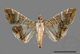 ǦW:Glyphodes stolalis