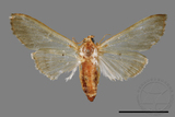 ǦW:Cirrhochrista spissalis