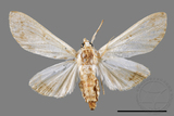 ǦW:Cirrhochrista spissalis