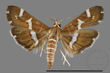 ǦW:Spoladea recurvalis