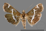 ǦW:Spoladea recurvalis