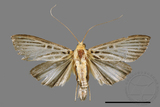 ǦW:Tyspanodes hypsalis